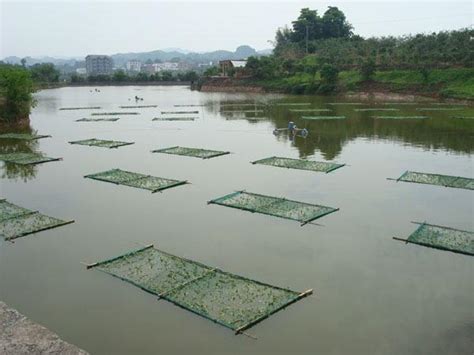 池塘養魚|魚塭